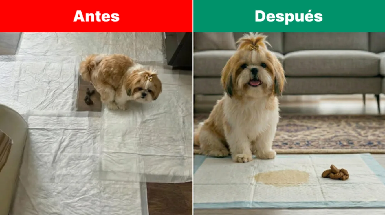 Perro feliz