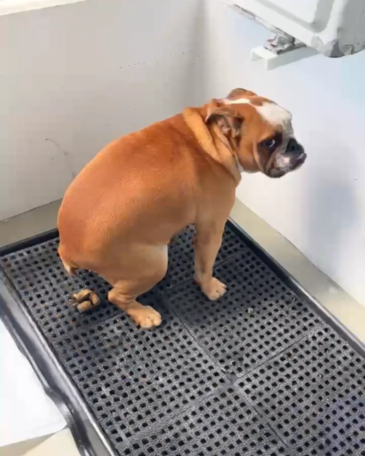 Caso bulldog