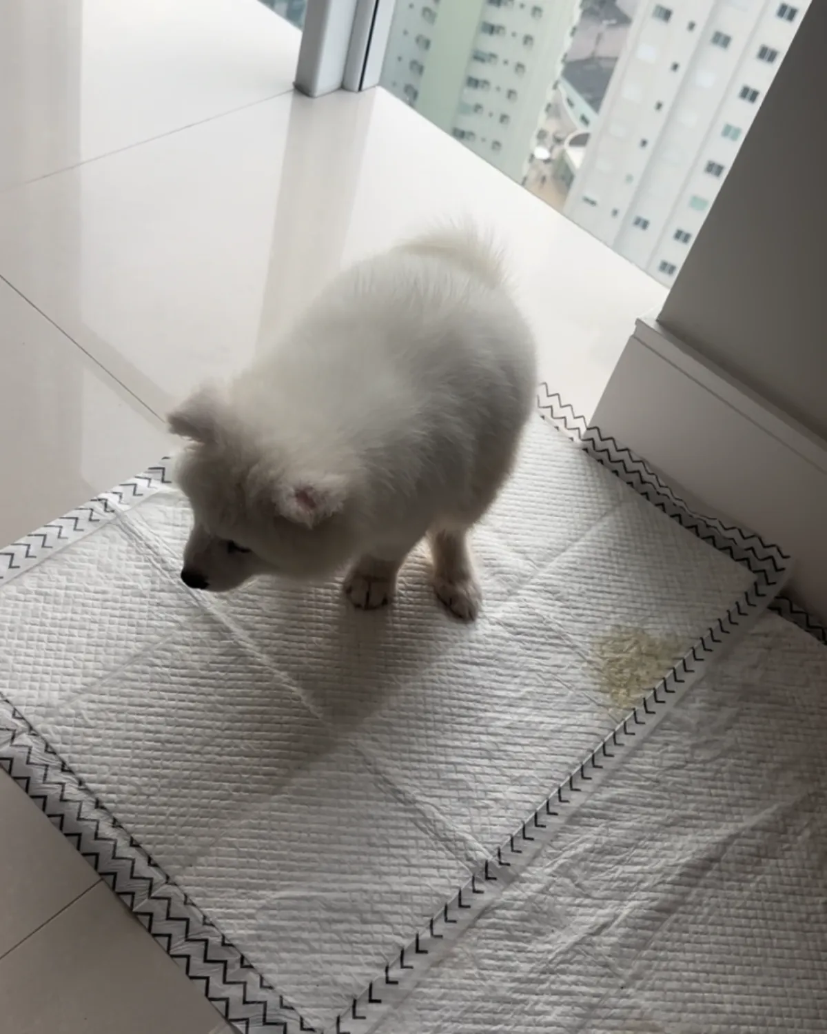 Caso samoyedo